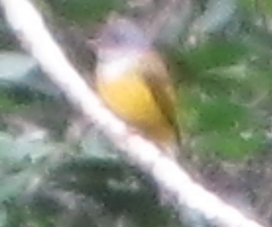 Gray-headed Canary-Flycatcher - ML196348801