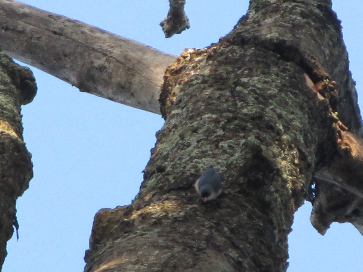 Velvet-fronted Nuthatch - ML196349061