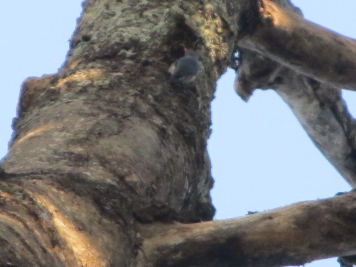 Velvet-fronted Nuthatch - ML196349081