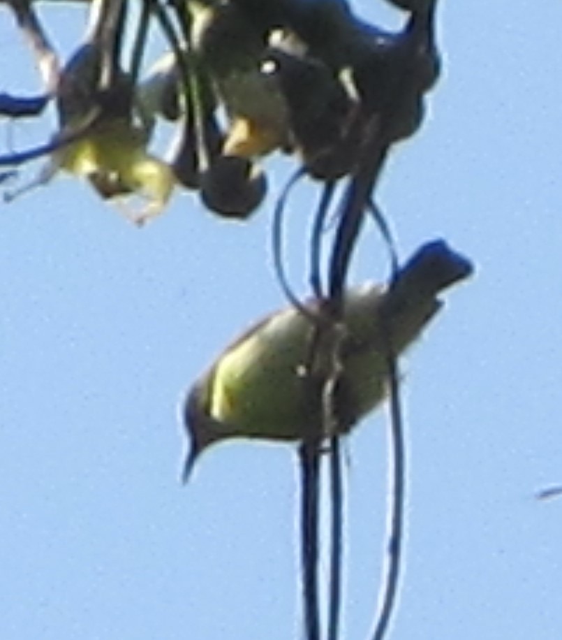 Purple-rumped Sunbird - ML196349601