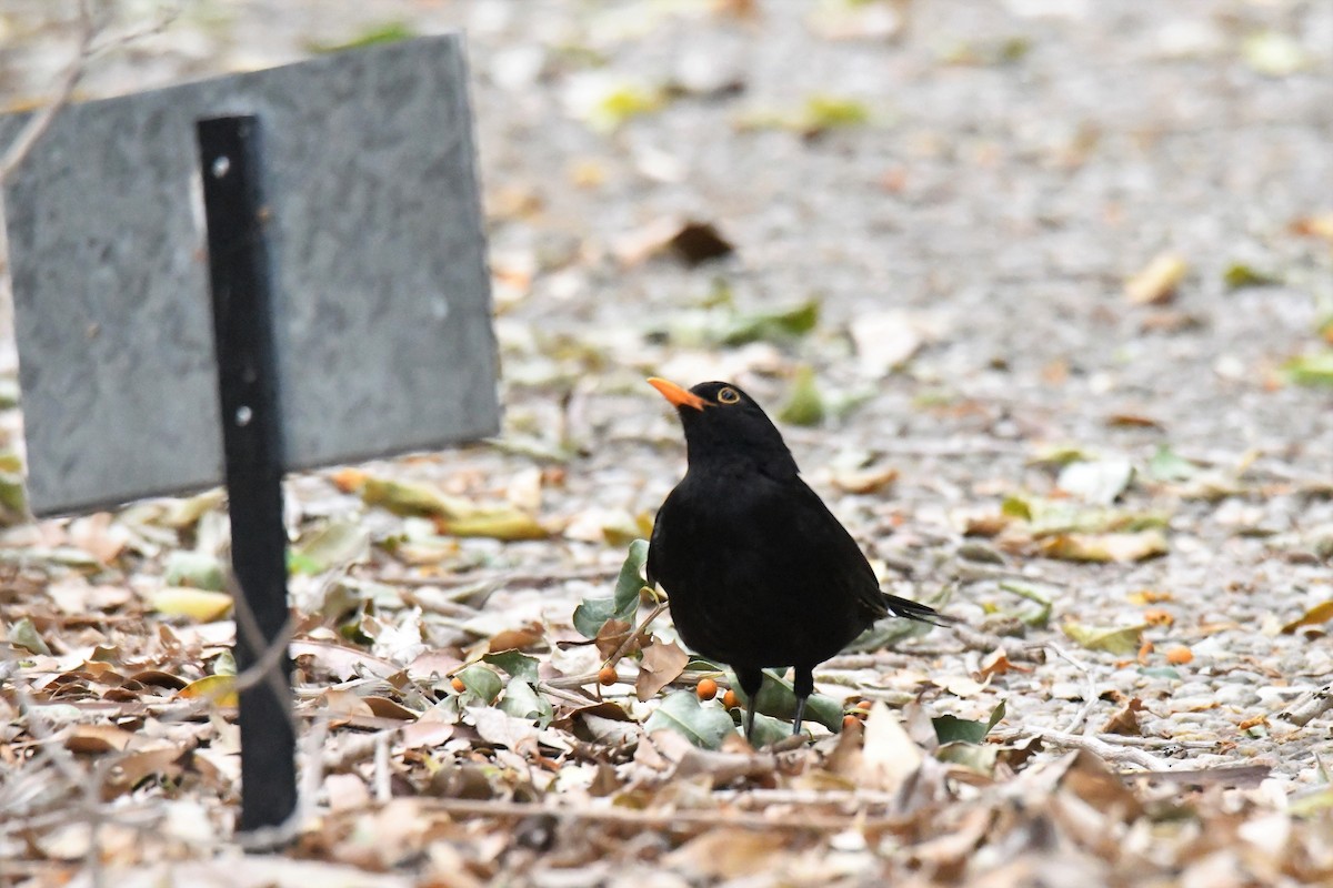 Eurasian Blackbird - ML196349611