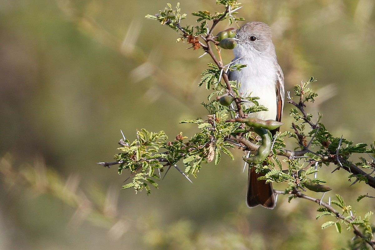 Ash-throated Flycatcher - ML196352441