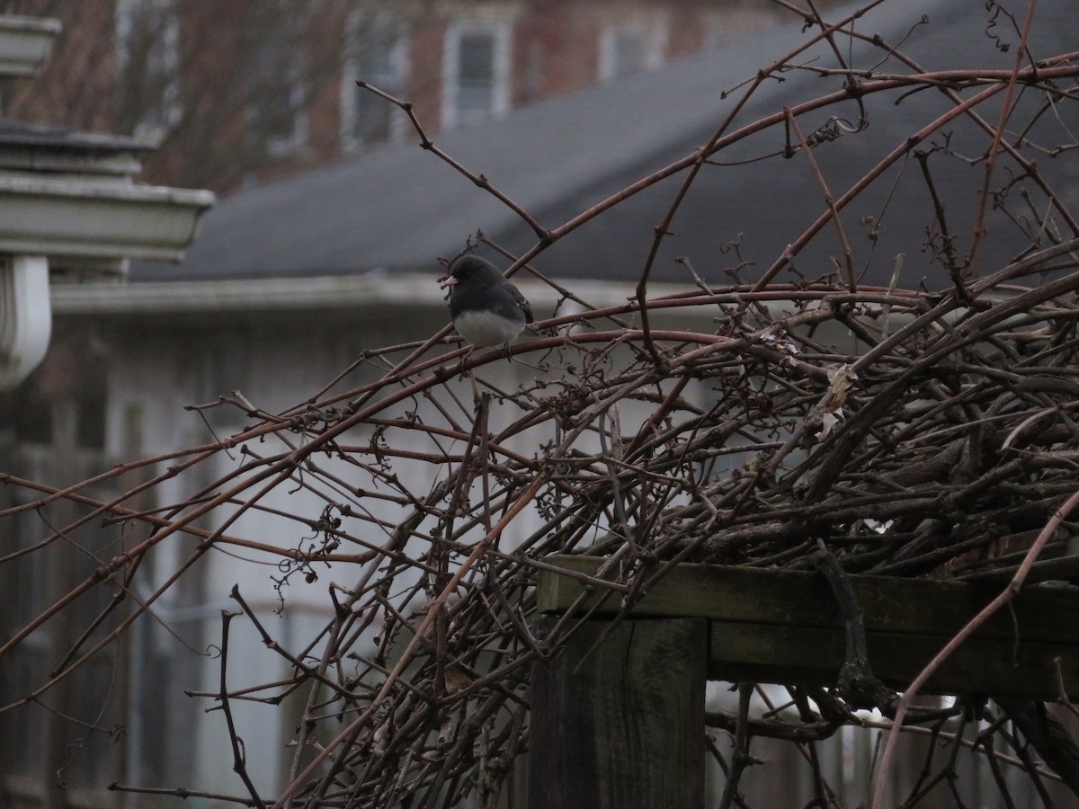 Dark-eyed Junco - ML196352721