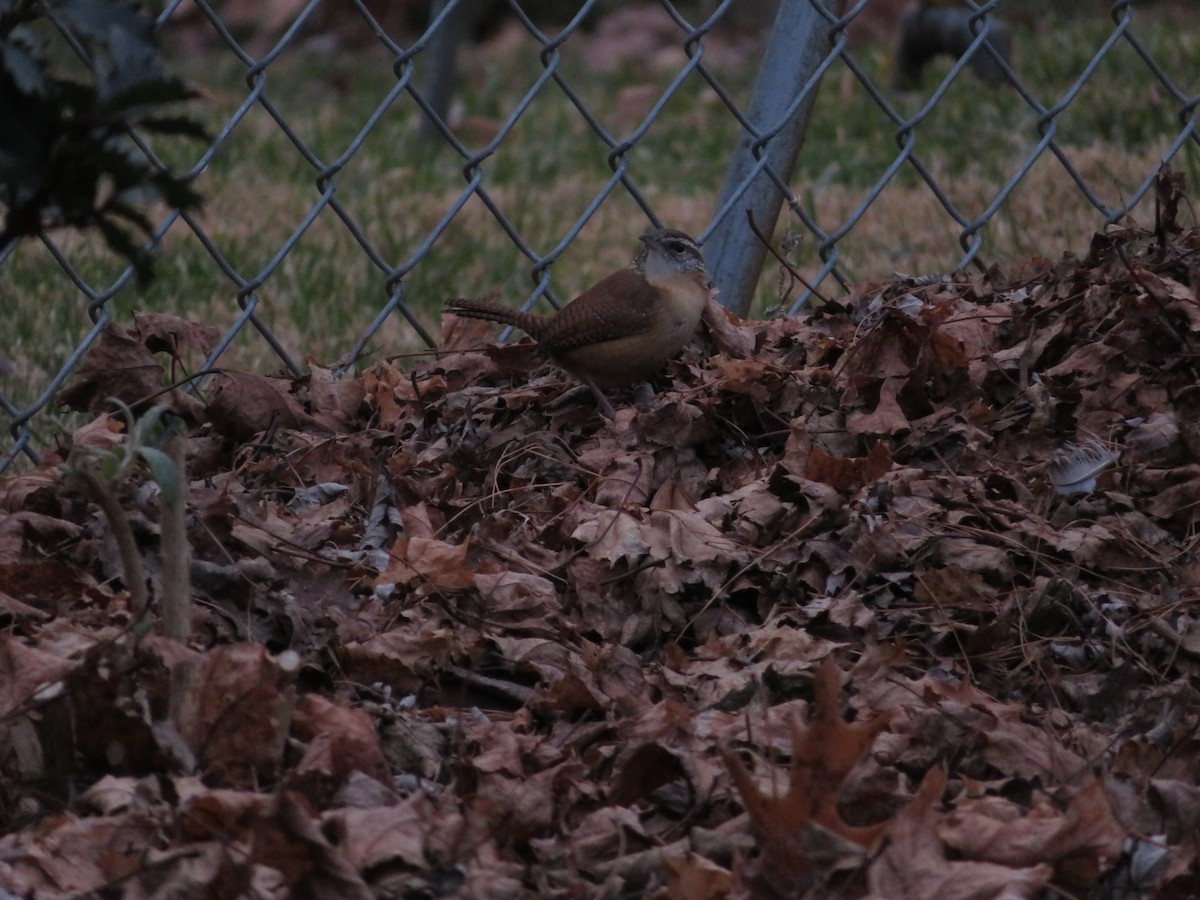 Carolina Wren - ML196352871