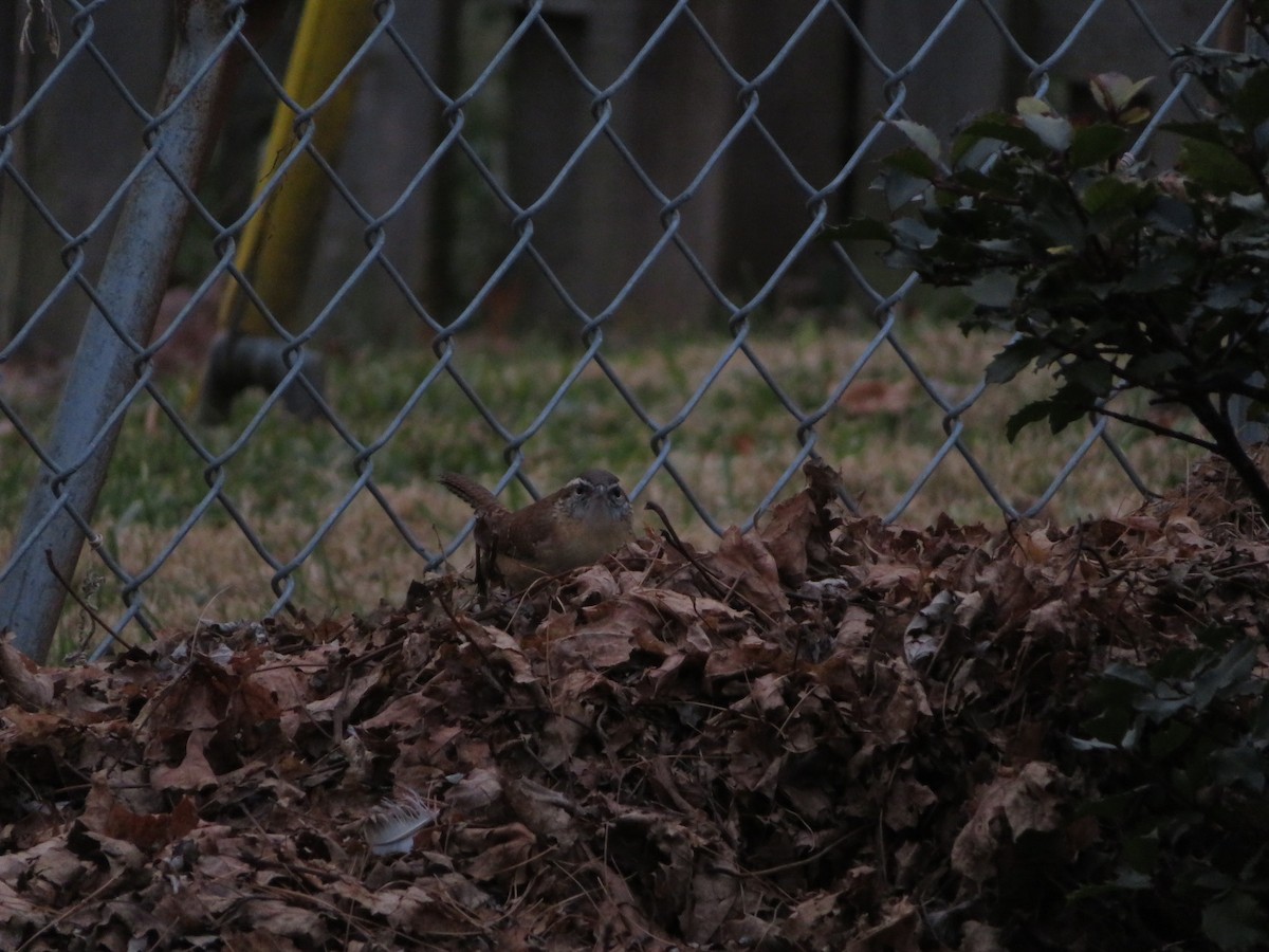 Carolina Wren - Julia Billings