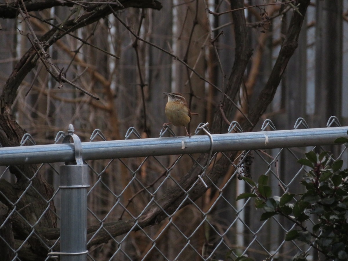 Carolina Wren - ML196352951