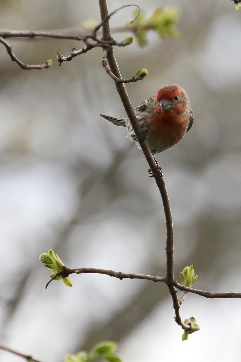 House Finch - ML196354671