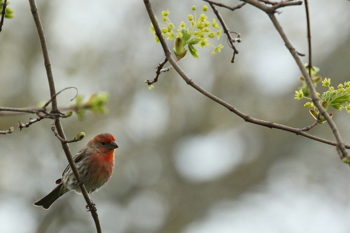 House Finch - ML196354681