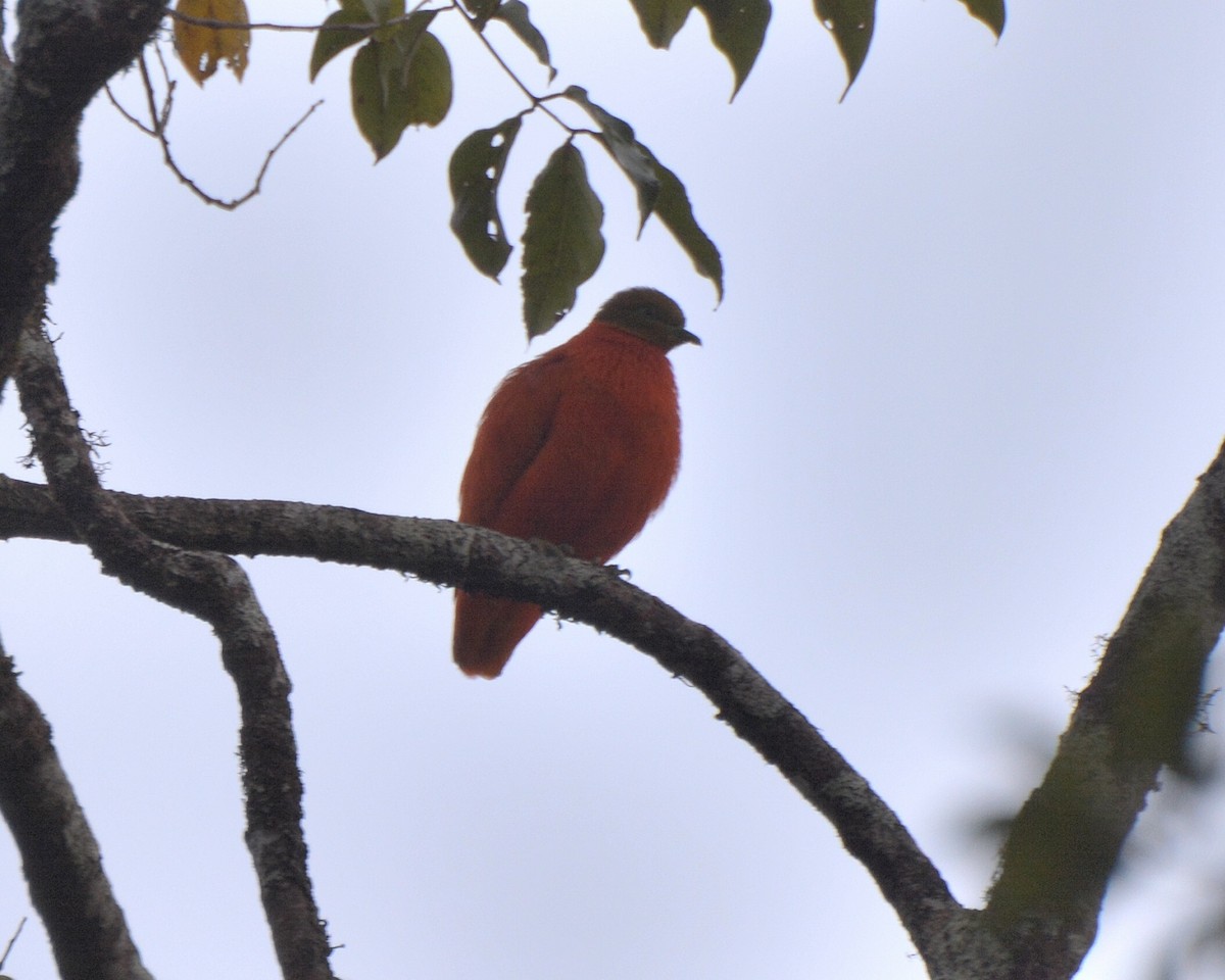 holub oranžový - ML196354821