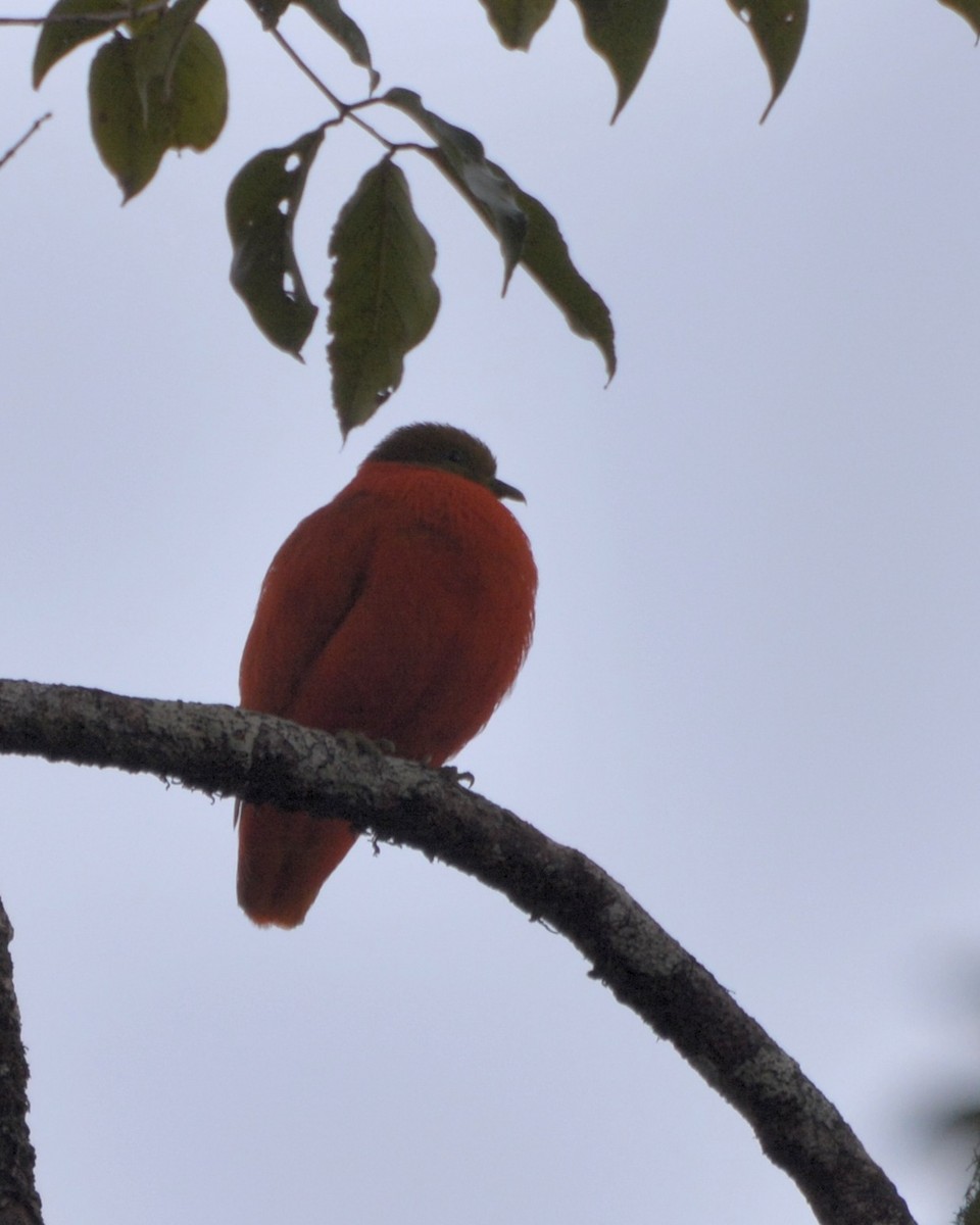 Orange Dove - ML196354831