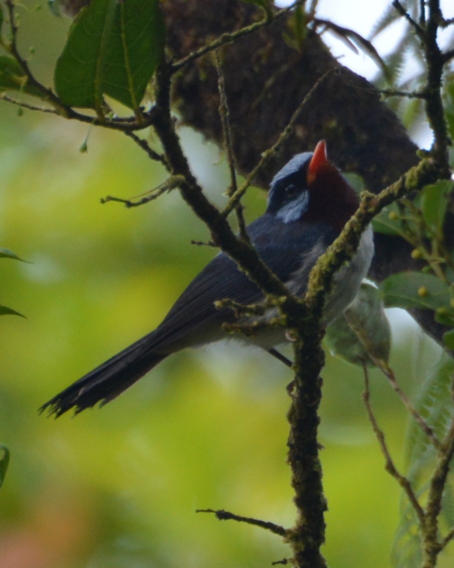 Azure-crested Flycatcher - ML196354941