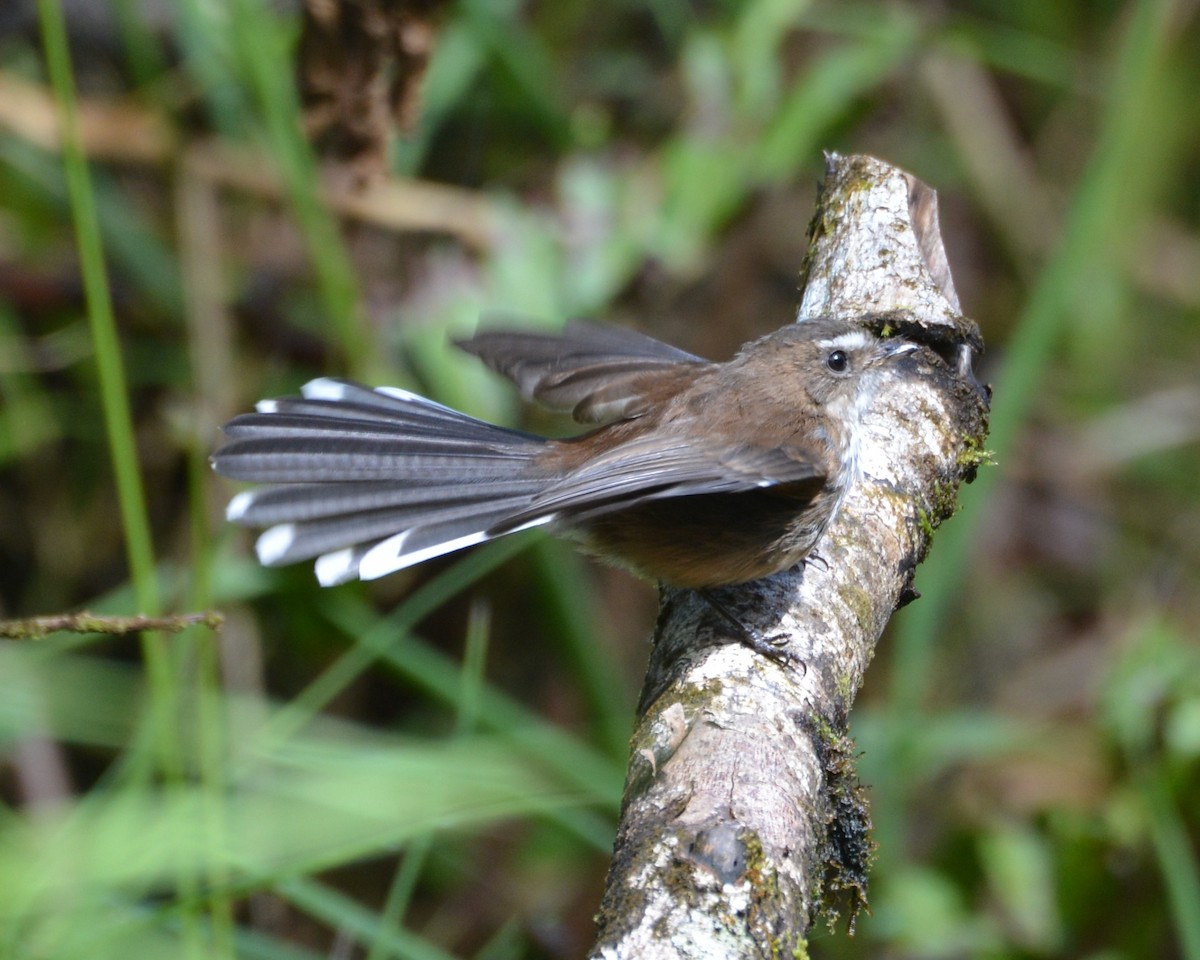 Fiji Streaked Fantail - ML196355091