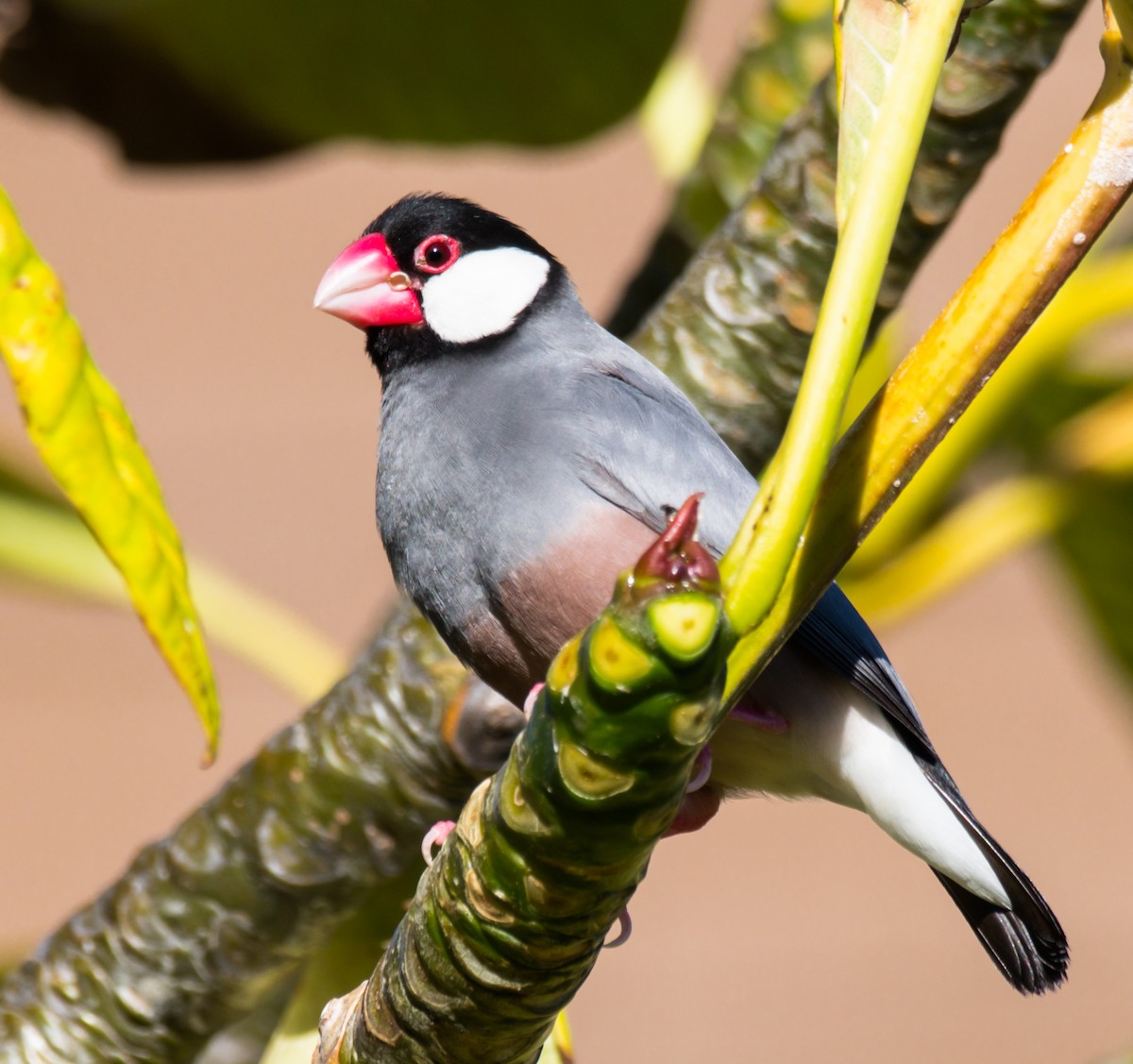 Java Sparrow - Jim Merritt