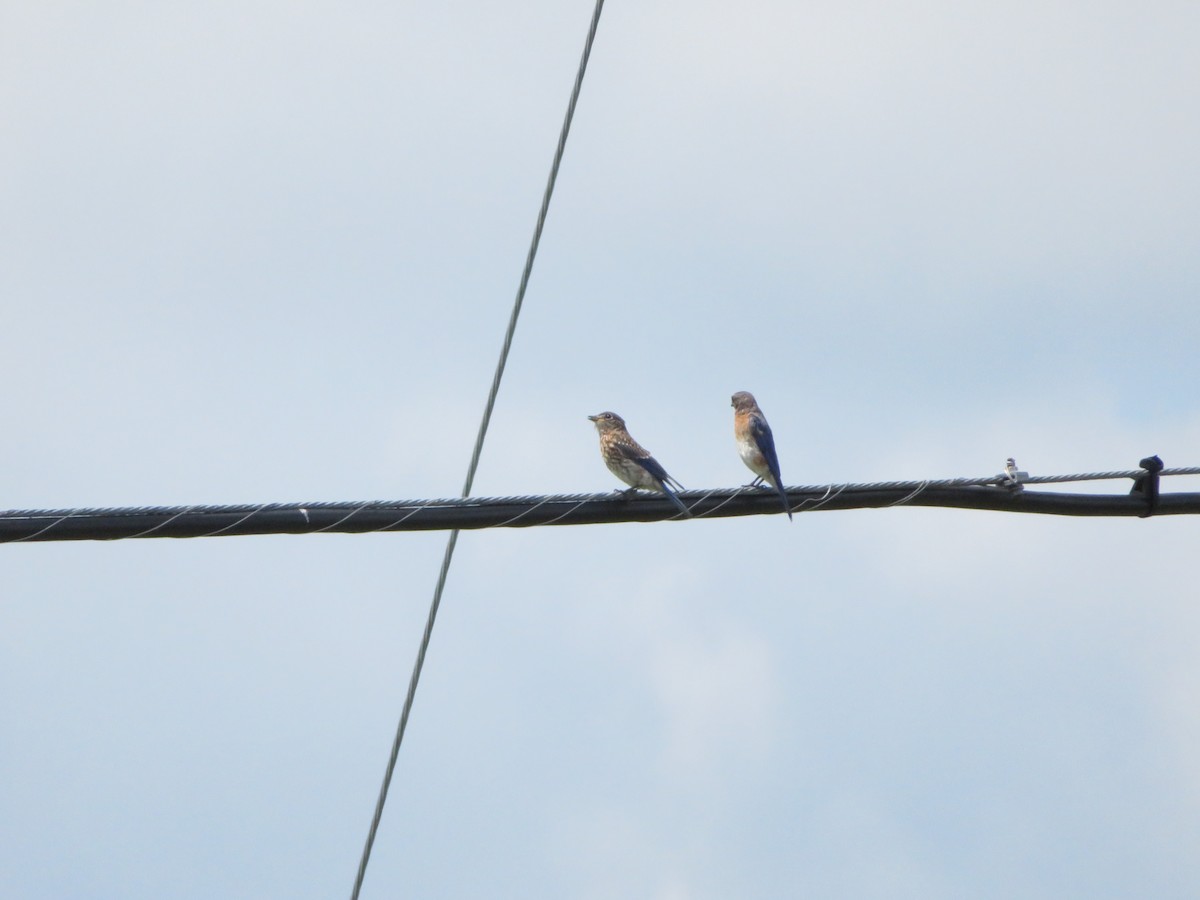 Eastern Bluebird - Julia Billings