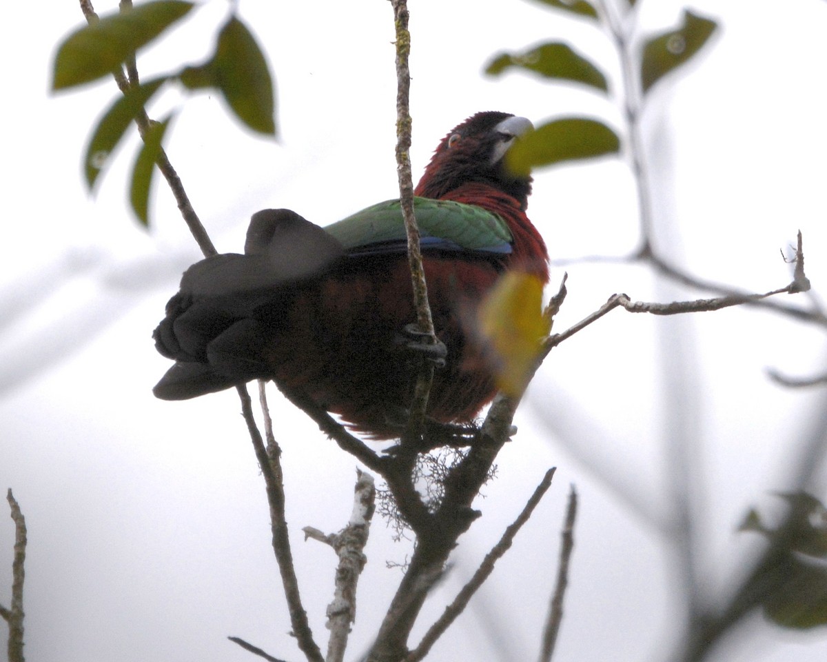 Red Shining-Parrot - ML196356511