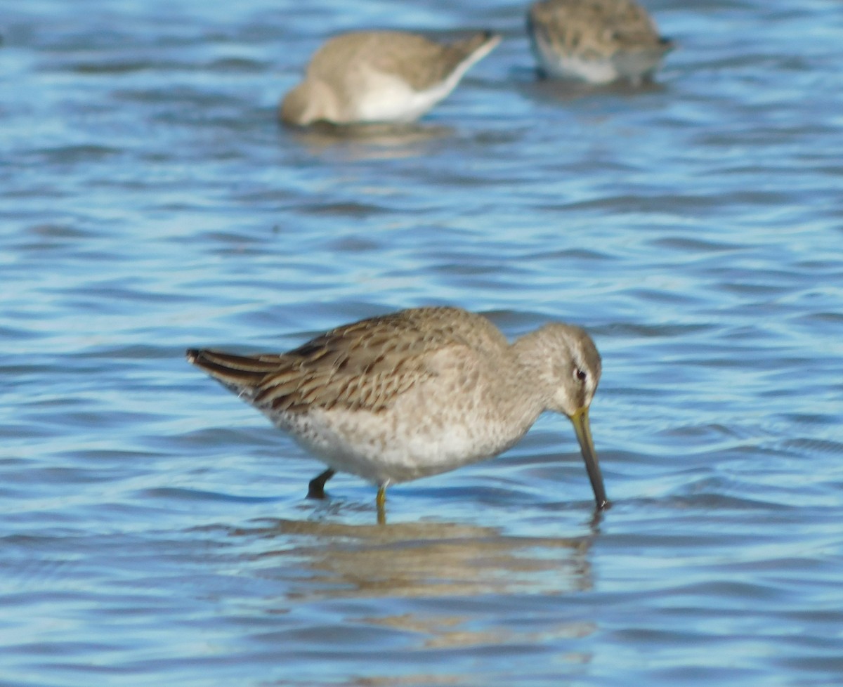 Long-billed Dowitcher - ML196356611