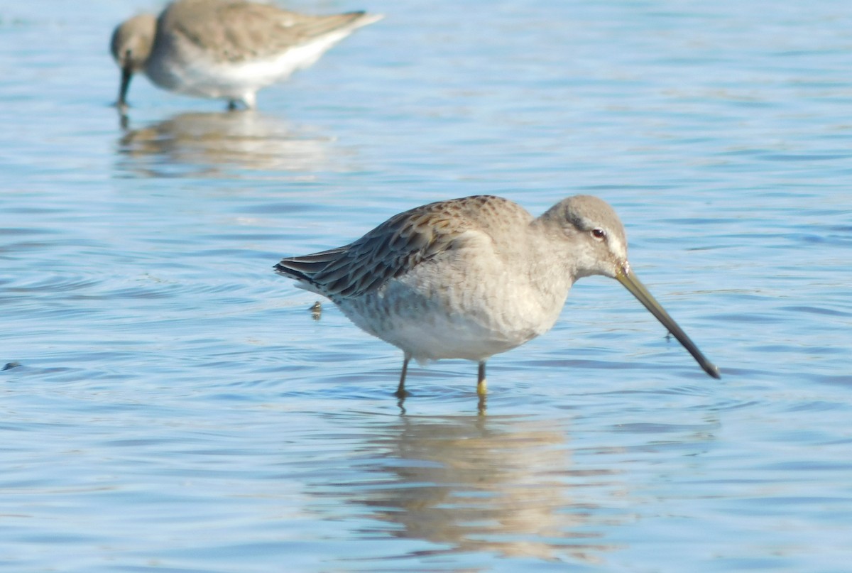 Long-billed Dowitcher - ML196356641