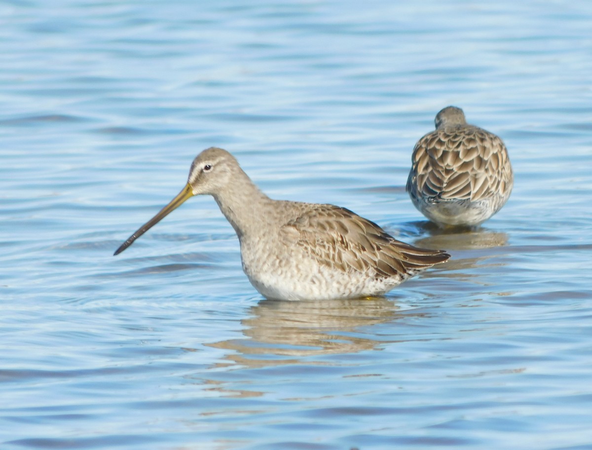 Long-billed Dowitcher - ML196356661