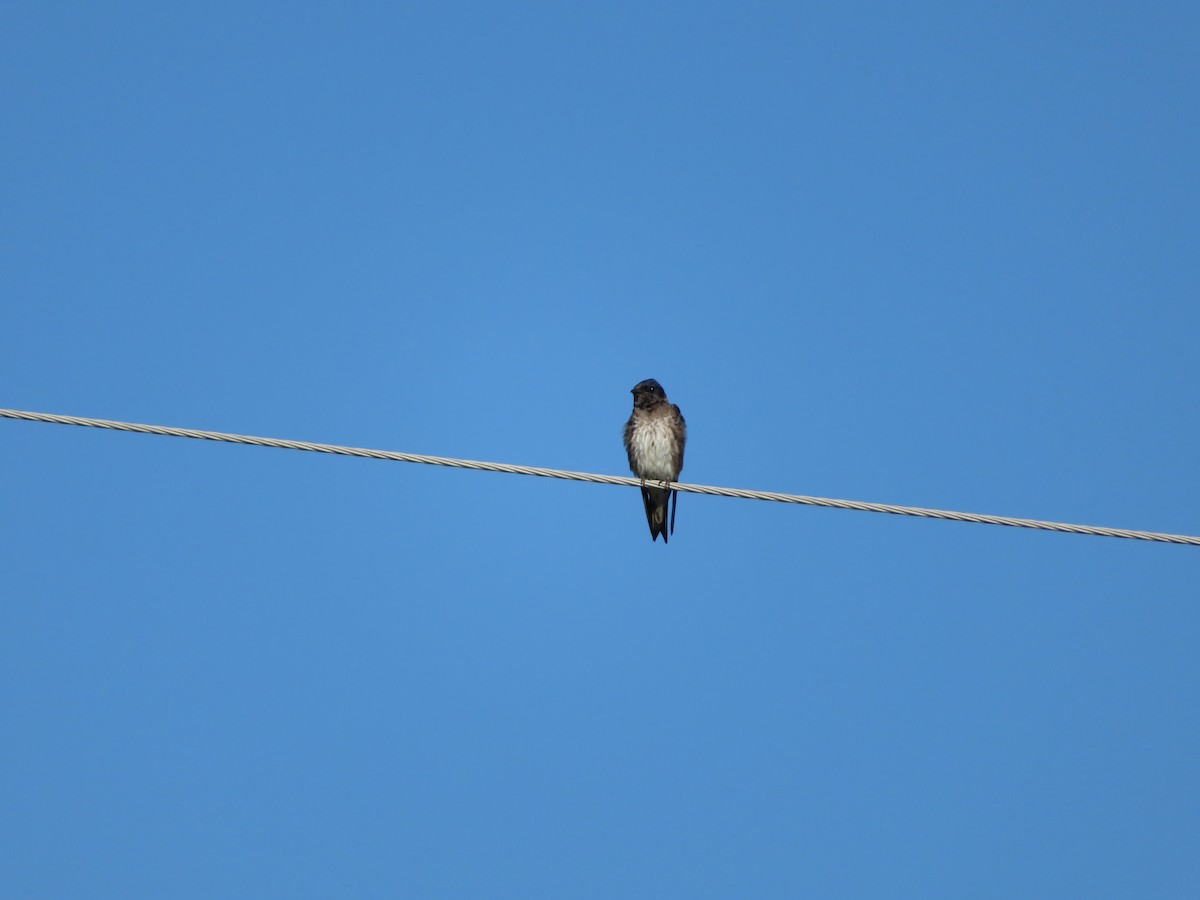 Purple Martin - ML196356761