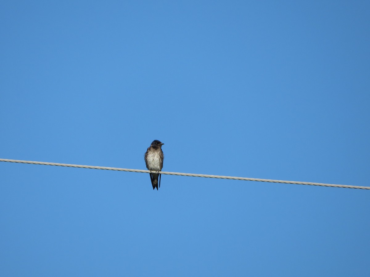 Purple Martin - ML196356771