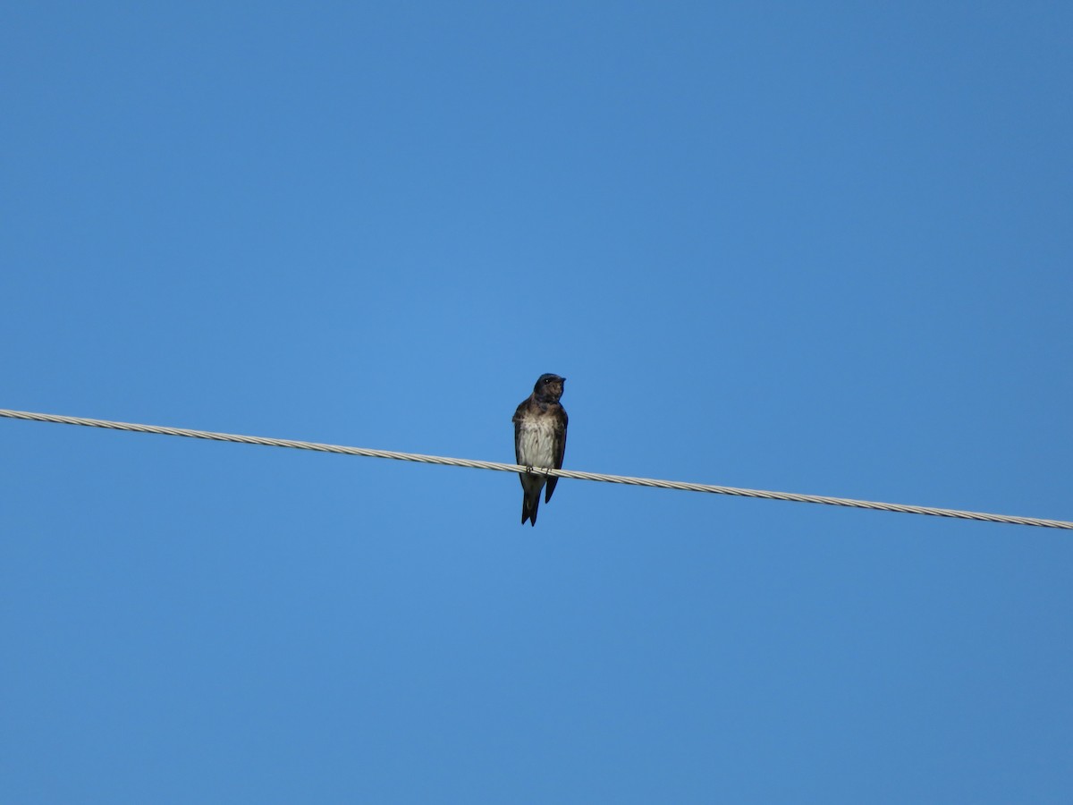 Purple Martin - ML196356811