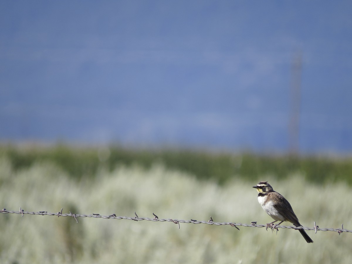 Horned Lark - Gabriel Gonzalez