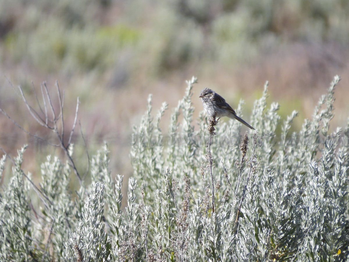 Brewer's Sparrow - ML196357341