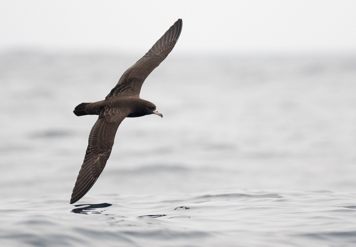 Flesh-footed Shearwater - Chris Barnes