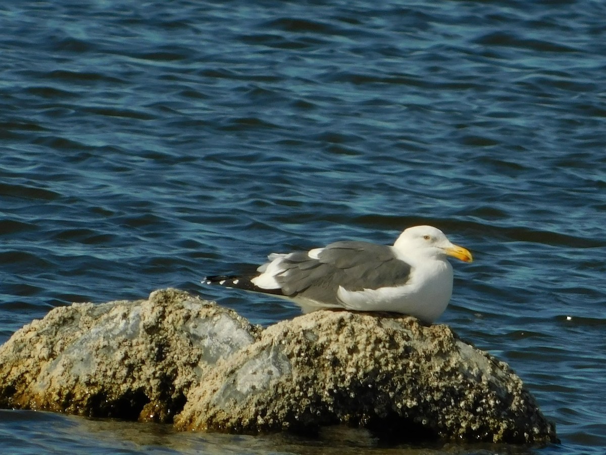 Western Gull - ML196358461