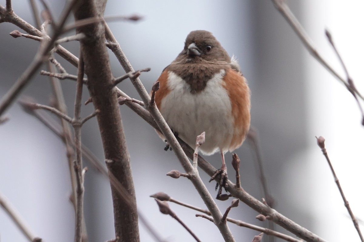 Eastern Towhee - ML196359031