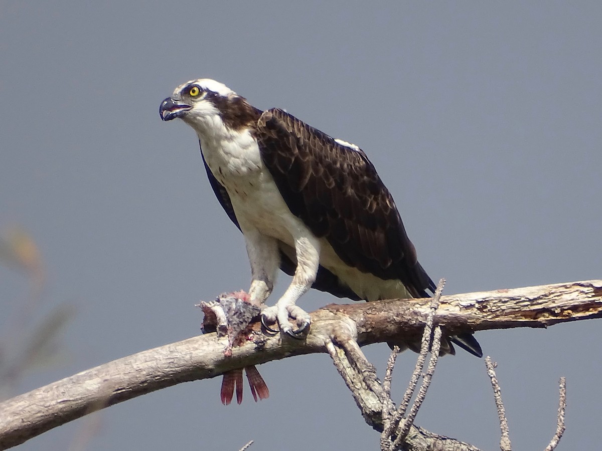 Osprey - Jeffrey Roth