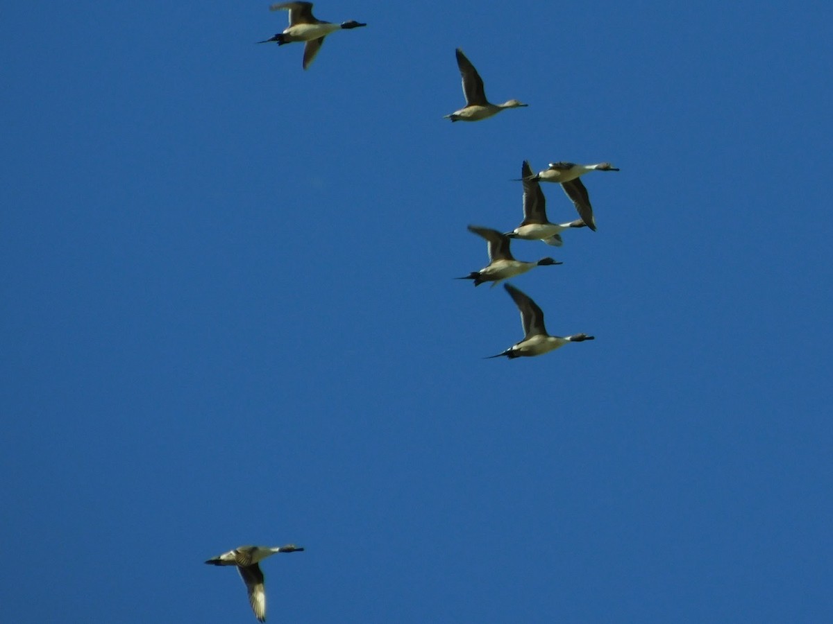 Northern Pintail - ML196359611