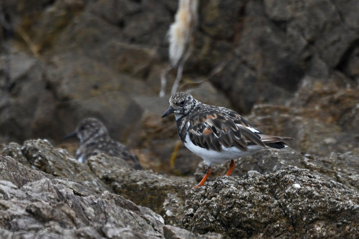 Ruddy Turnstone - ML196362021