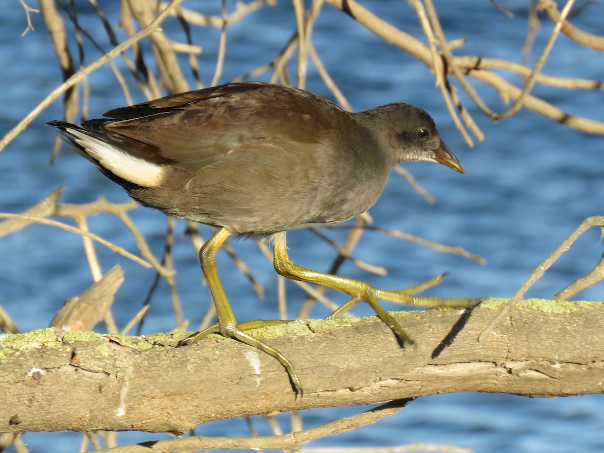 Eurasian Moorhen - ML196362321