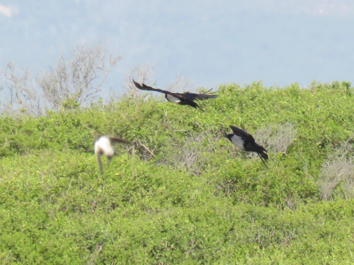 Pied Crow - ML196362381