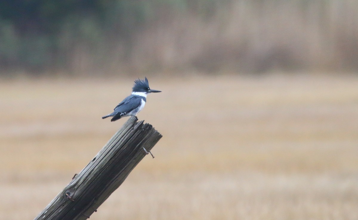 Belted Kingfisher - Devin Griffiths