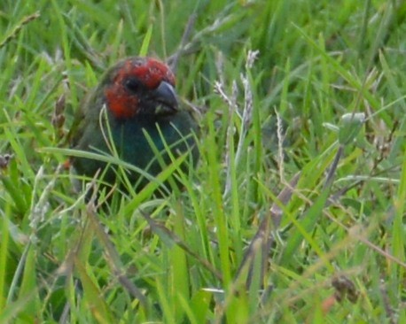 Fiji Parrotfinch - ML196364921