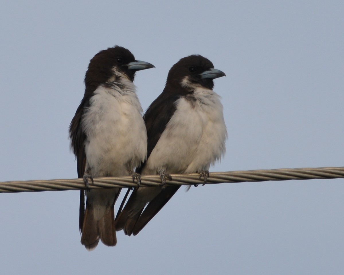 Fiji Woodswallow - ML196365061