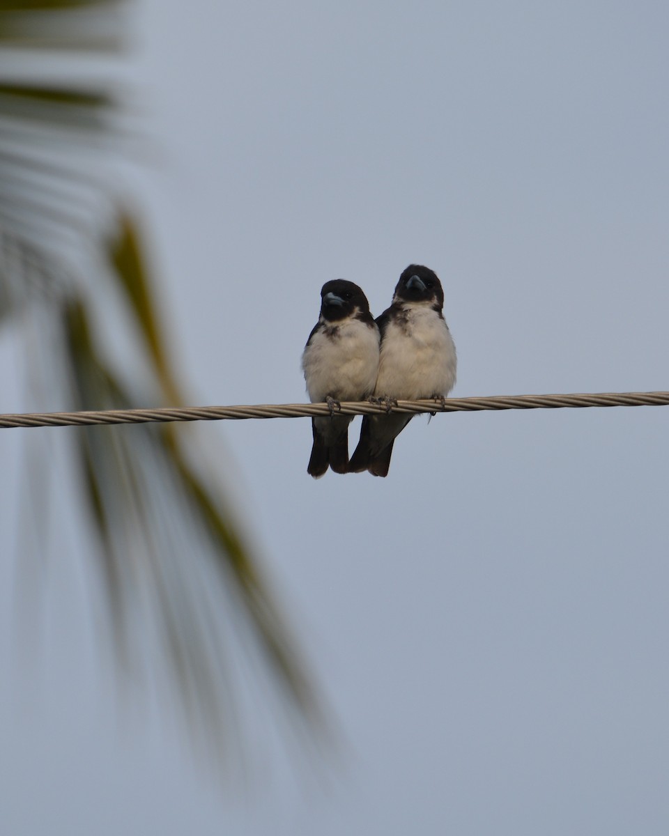 Fiji Woodswallow - ML196365081