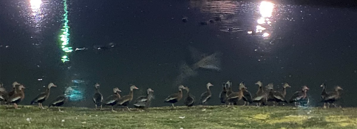 Black-bellied Whistling-Duck - ML196365091