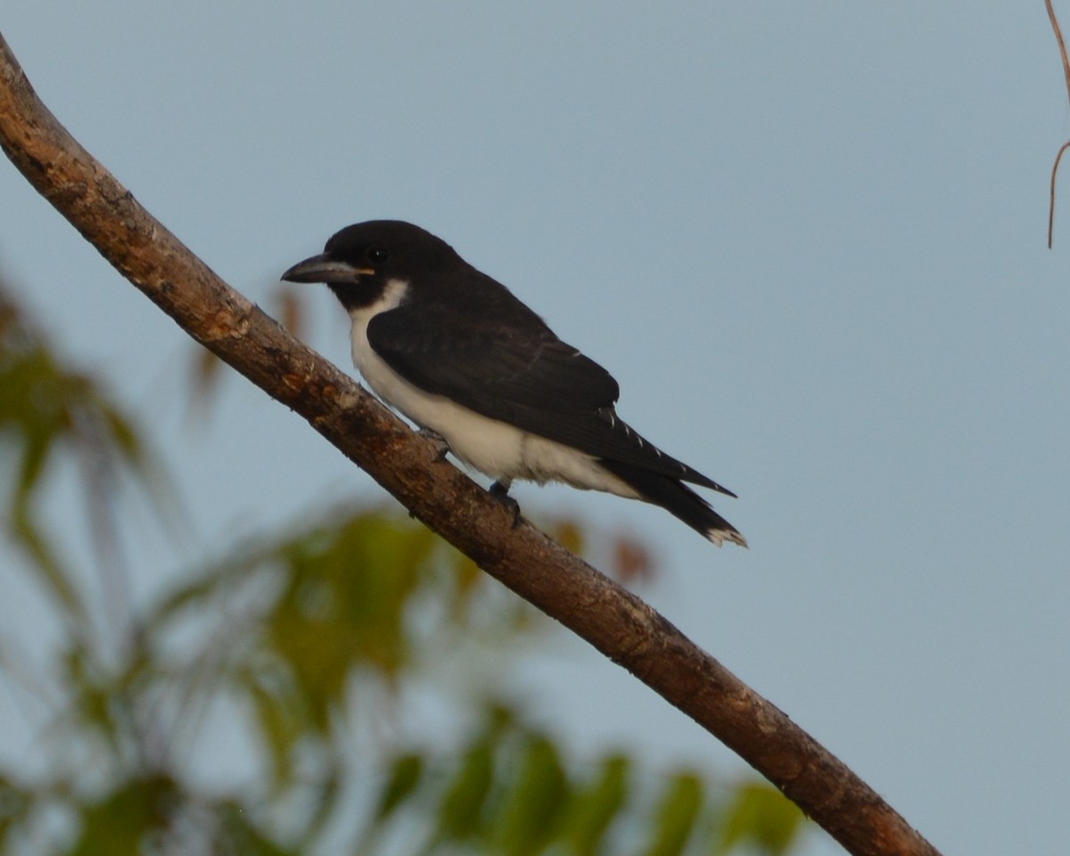 Fiji Woodswallow - ML196365111