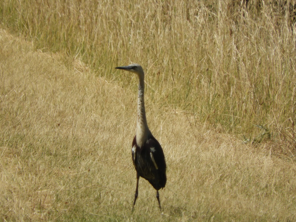 Pacific Heron - ML196367691