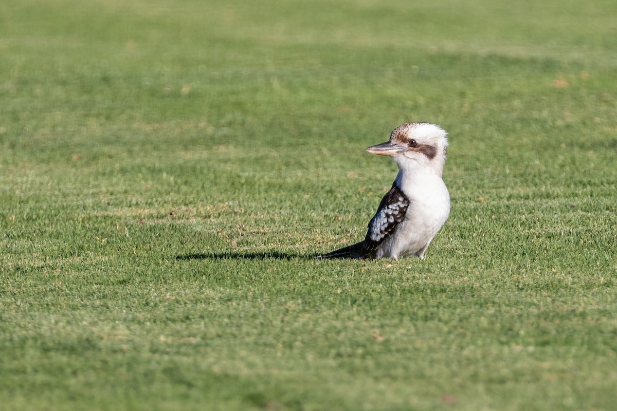 Laughing Kookaburra - ML196370271