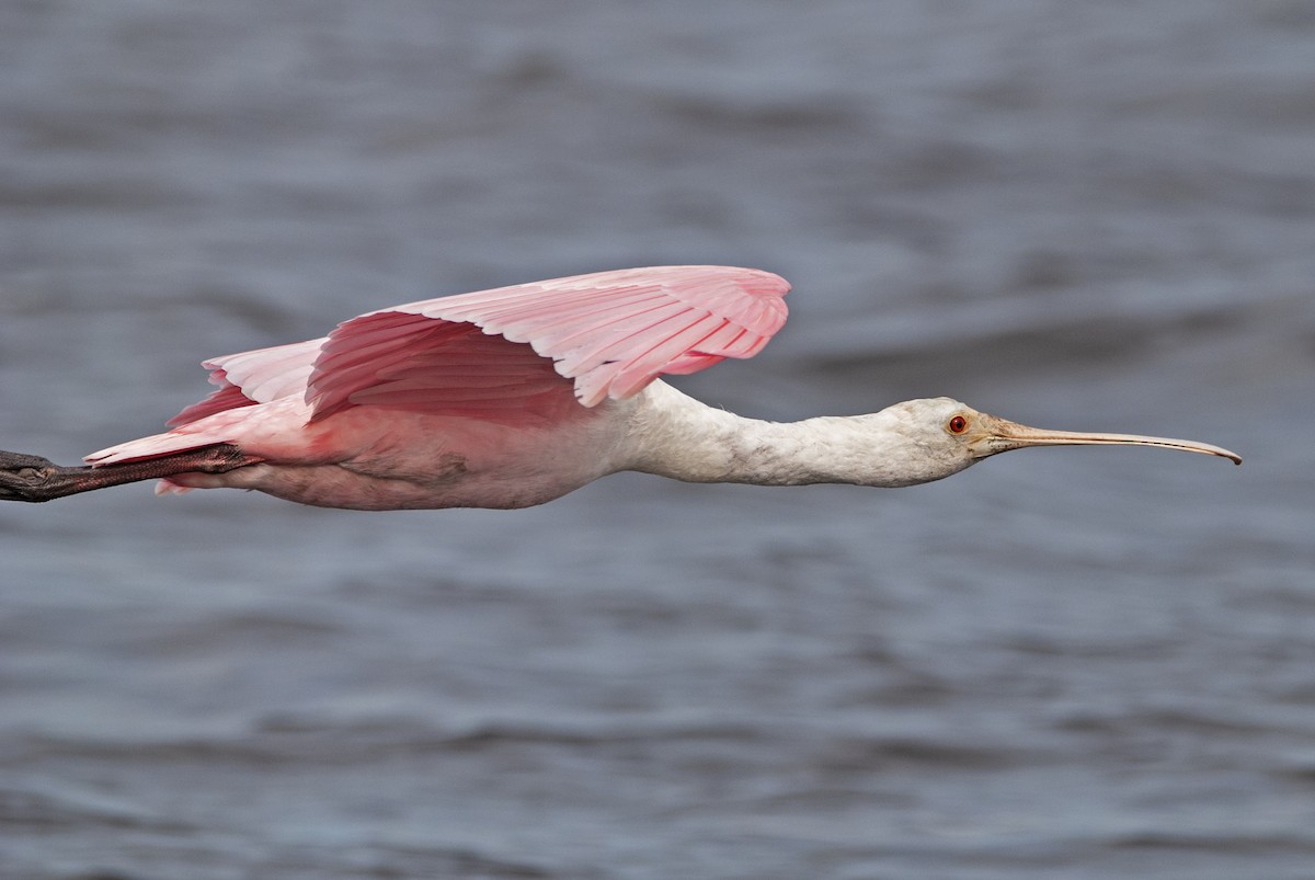 Roseate Spoonbill - Andrew Simon