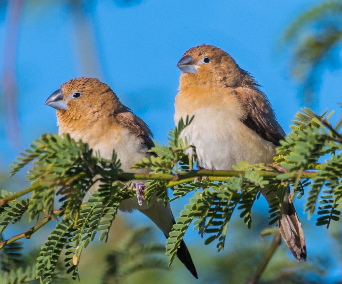 African Silverbill - Jim Merritt