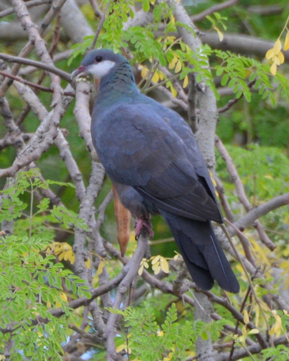 Metallic Pigeon - ML196373061