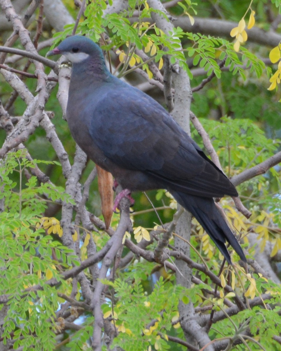 Metallic Pigeon - ML196373071