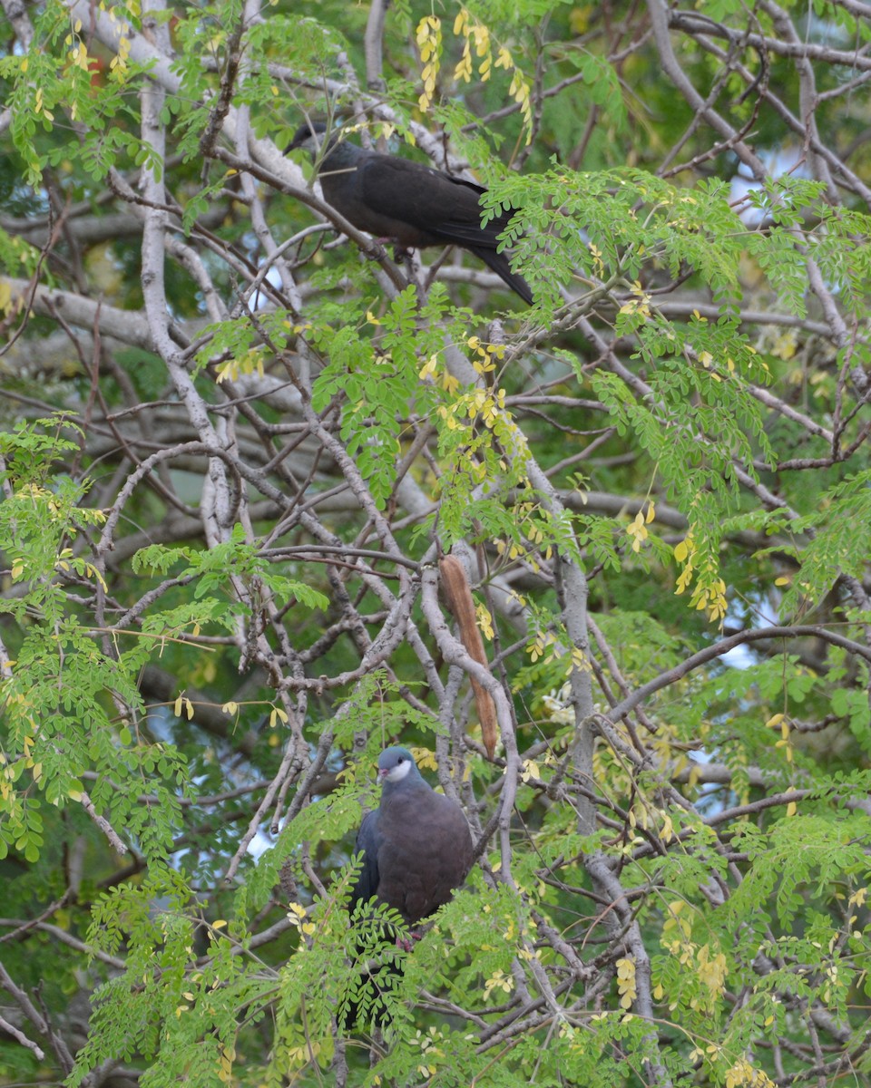 Metallic Pigeon - ML196373101