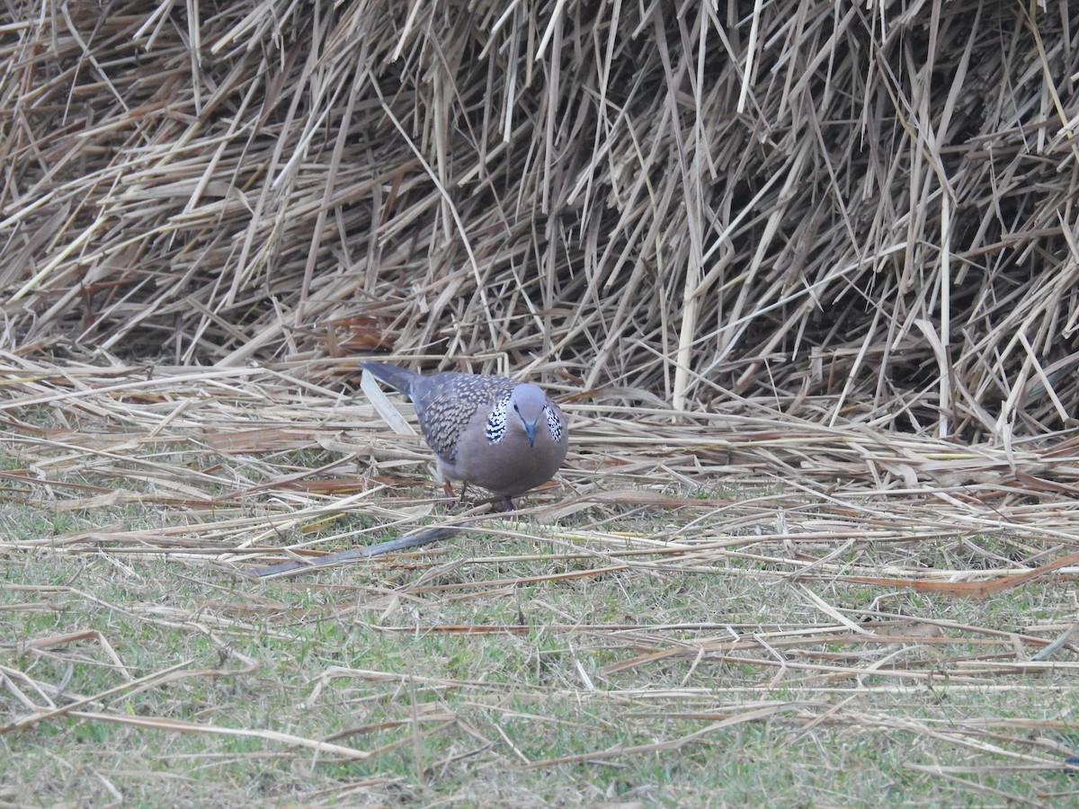 Spotted Dove - ML196375051