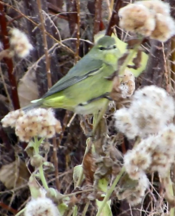 Orange-crowned Warbler - Diane Drobka